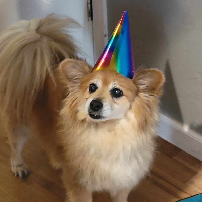 A cheerful dog wearing a colorful party hat sits on the floor, ready to celebrate with joy and excitement A cheerful dog wearing a colorful party hat sits on the floor, ready to celebrate with joy and excitement