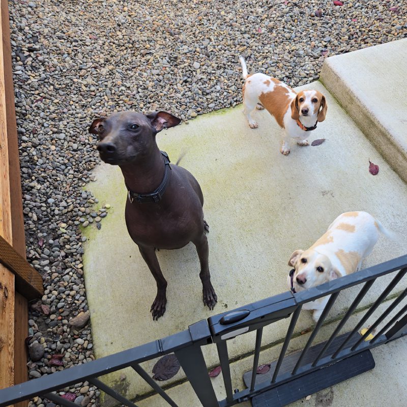 A dog stands alertly in front of a wooden fence, showcasing its attentive posture and curious expression A dog stands alertly in front of a wooden fence, showcasing its attentive posture and curious expression