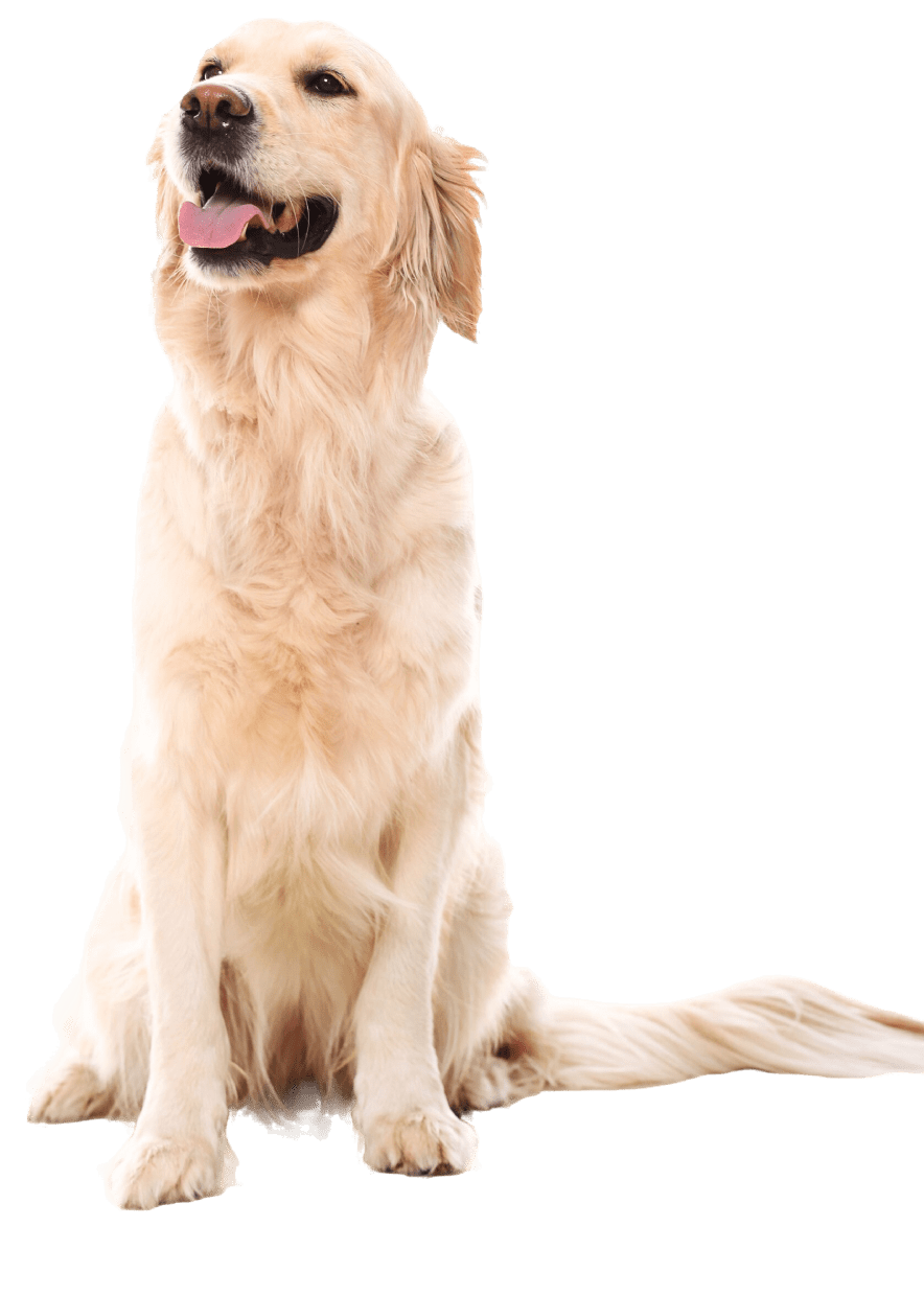 A golden retriever dog sitting gracefully against a clean white background, showcasing its friendly demeanor and shiny coat